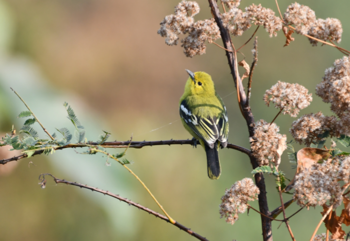 Common iora